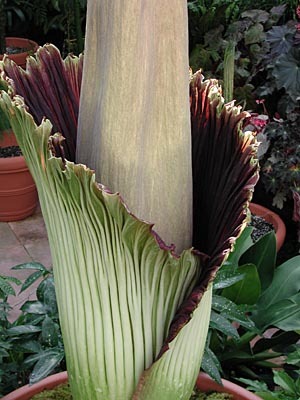 Amorphophallus titanum4 - Plante Araceae