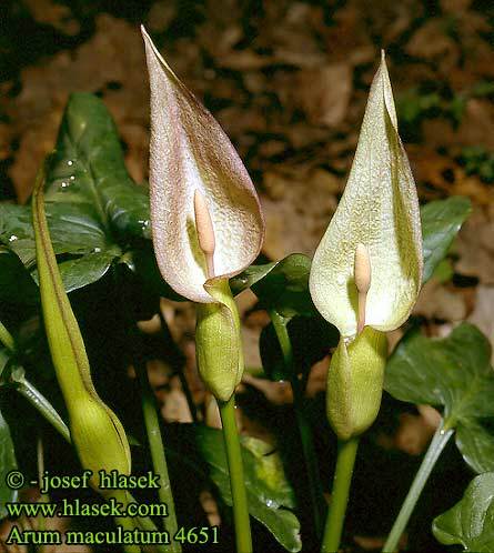 arum_maculatum_4651 - Plante Araceae