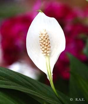 Spathiphyllum - Plante Araceae