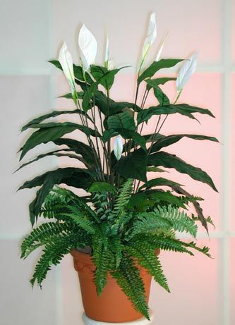 Spathyphillum 1 - Plante Araceae