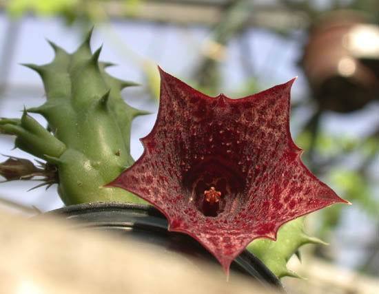 Huernia.keniensis.