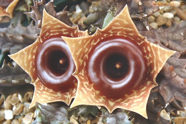 Huernia_insigniflora_Maass_Clone_3 - Plante Asclepiadaceae