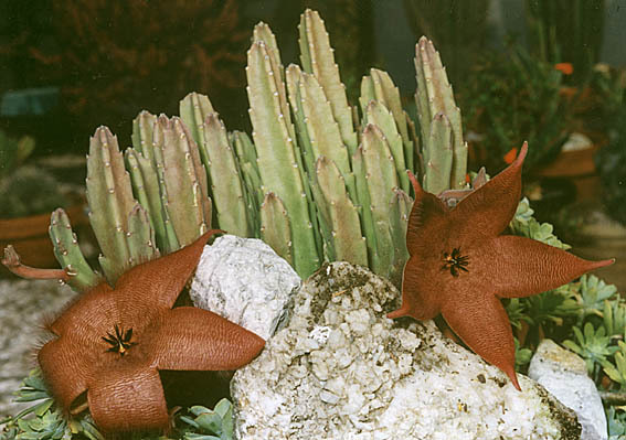 Stapelia ambigua - Plante Asclepiadaceae