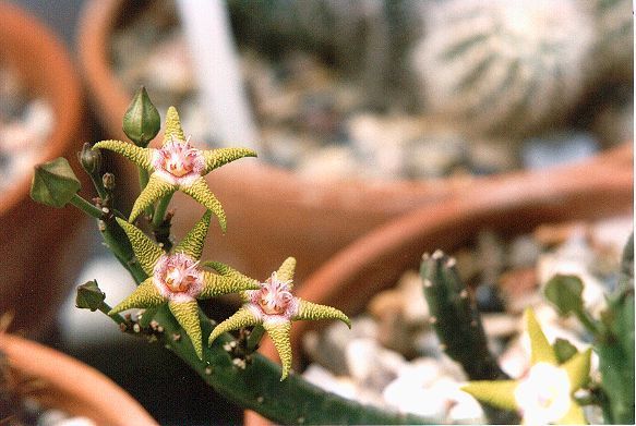 Stapelia flavopurpurea2 - Plante Asclepiadaceae