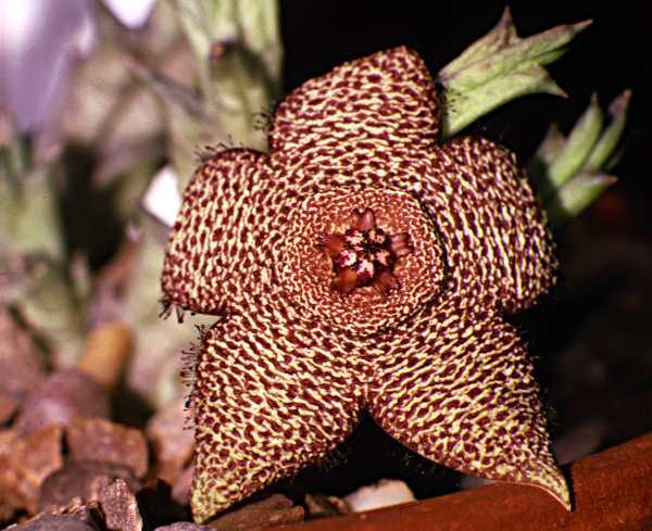 Stapelia mutabilis - Plante Asclepiadaceae
