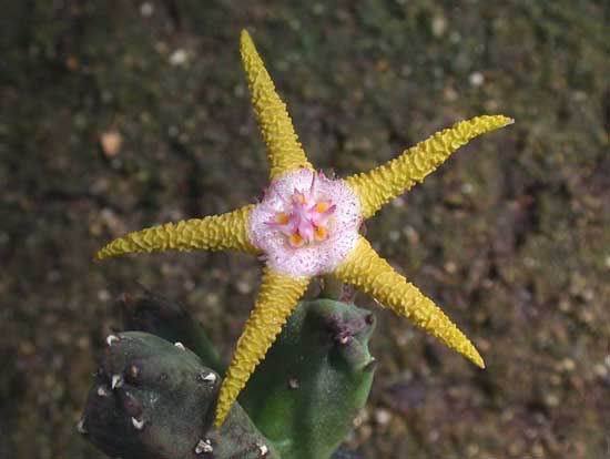 Stapelia.flavopurpurea9