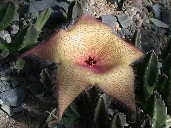 Stapelia.grandiflora. - Plante Asclepiadaceae