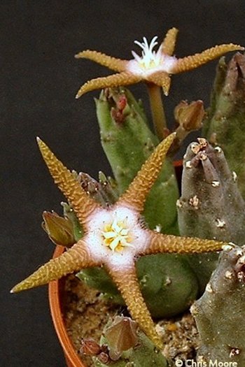 Stapelia_flavopurpurea_Marloth_Aar - Plante Asclepiadaceae