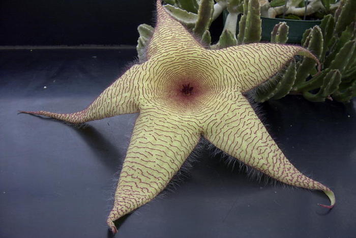 stapelia_gigantea - Plante Asclepiadaceae