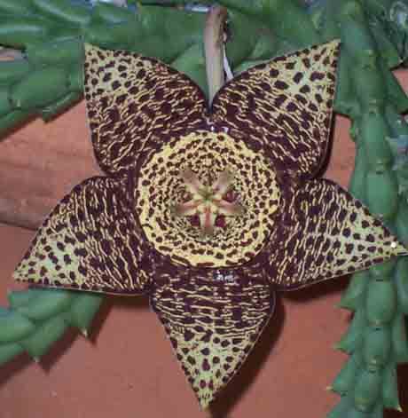 stapelia_mutabilis - Plante Asclepiadaceae