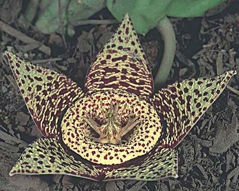 Stapelia-lepida2 - Plante Asclepiadaceae