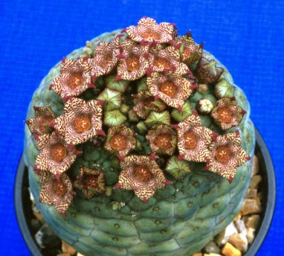 Trichocaulon cactiforme