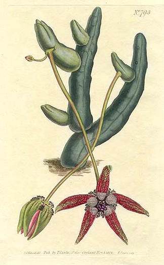 2Stapelia%1 - Plante Asclepiadaceae
