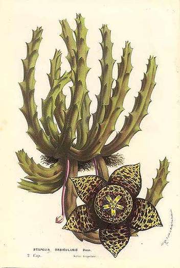 3Stapelia orbicularis - Plante Asclepiadaceae