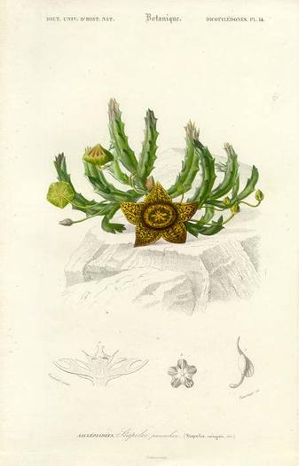 4Stapelia variegata2 - Plante Asclepiadaceae