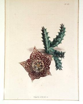 5STAPELIA VARIEGATA3 - Plante Asclepiadaceae