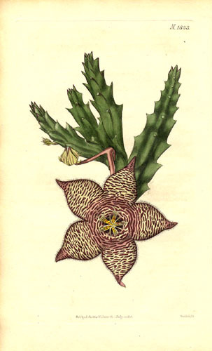 6stapelia maculosa - Plante Asclepiadaceae