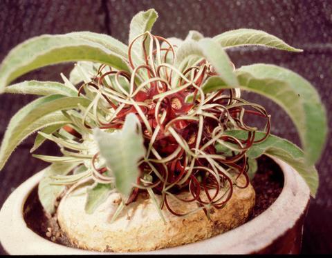 Brachystelma barberae1 - Plante Asclepiadaceae