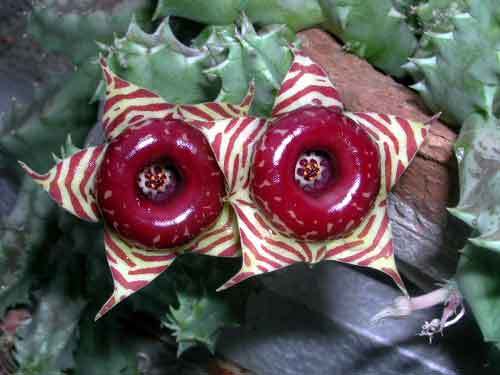 huernia11 - Plante Asclepiadaceae