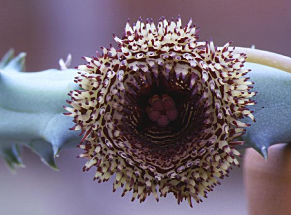 huernia hystrix2 - Plante Asclepiadaceae