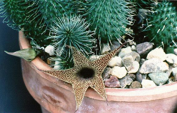 Huernia pillansii2 - Plante Asclepiadaceae