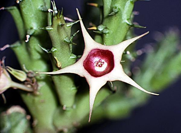 Huernia verekeri - Plante Asclepiadaceae