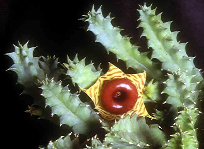 Huernia verekeri9