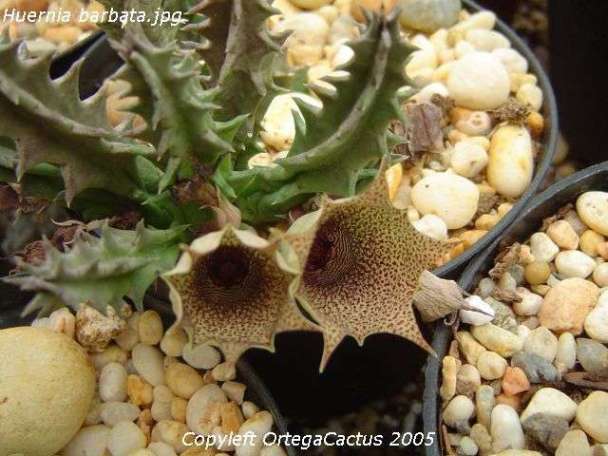 Huernia%20barbata