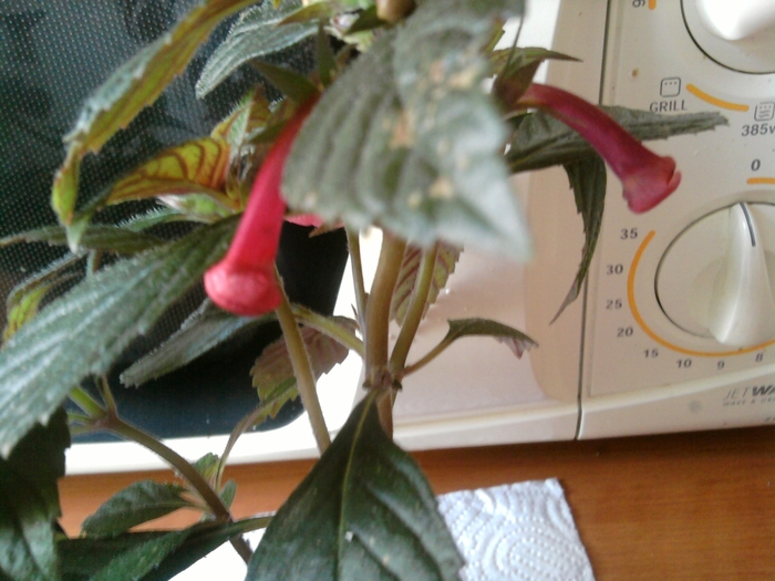 SP_A1492 - achimenes