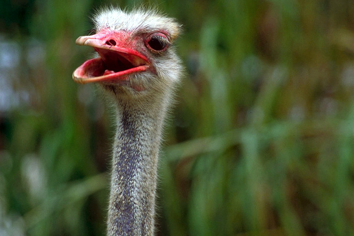 OSTRICH - spuneti despre pagina este frumoasa