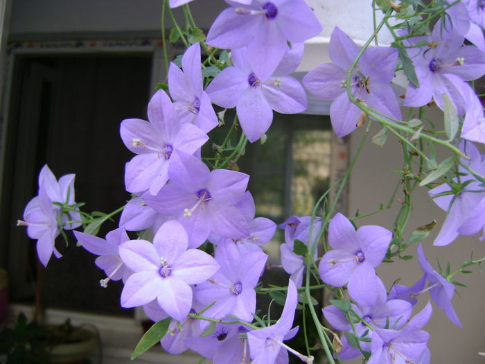 DSC00045 - Campanula si alte flori 2010