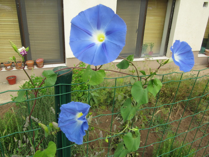 IMG_3061 - in curte 2010