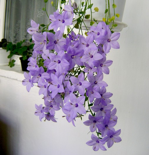 DSC09961!! - Campanula si alte flori 2010