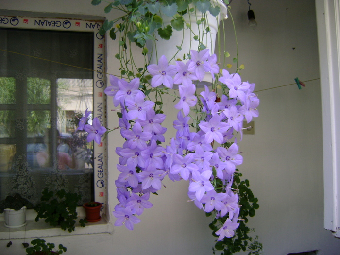 DSC09965 - Campanula si alte flori 2010