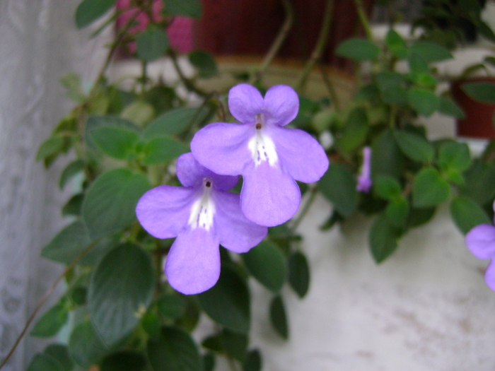 DSC09755 - Campanula si alte flori 2010