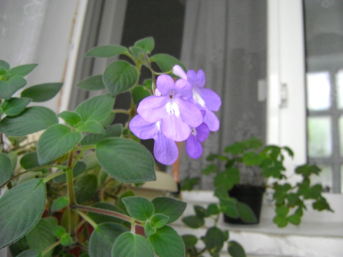 DSC09757 - Campanula si alte flori 2010