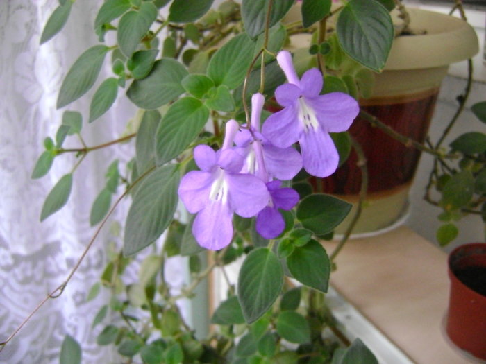 DSC09760 - Campanula si alte flori 2010