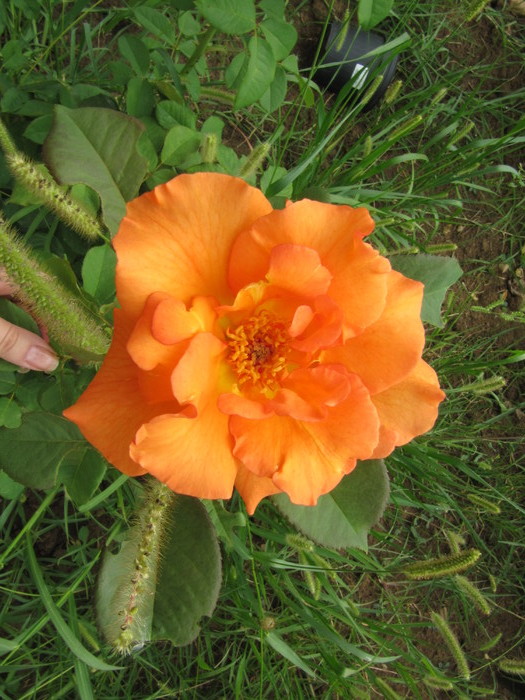 IMG_3060 - in curte 2010