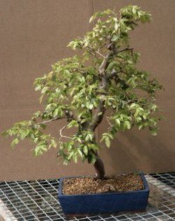 30 - Plante Bonsai