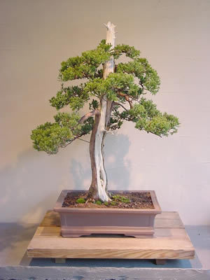 31 - Plante Bonsai