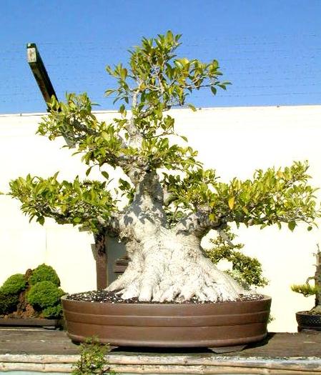 43 - Plante Bonsai