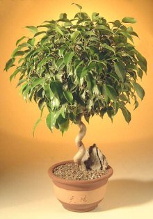44 - Plante Bonsai