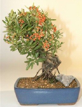45 - Plante Bonsai