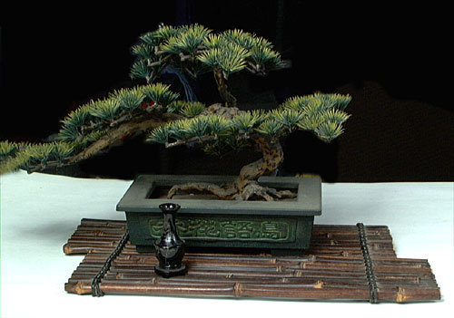 47 - Plante Bonsai