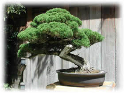 50 - Plante Bonsai