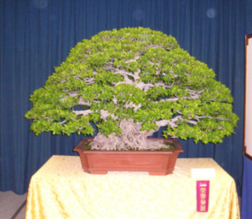 51 - Plante Bonsai
