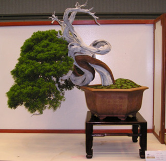 53 - Plante Bonsai