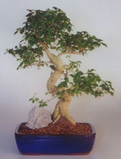 56 - Plante Bonsai