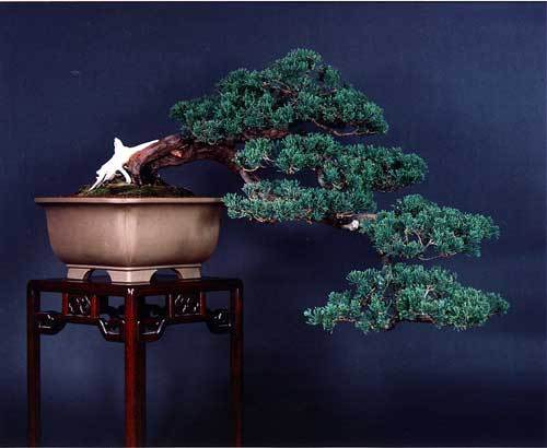 58 - Plante Bonsai