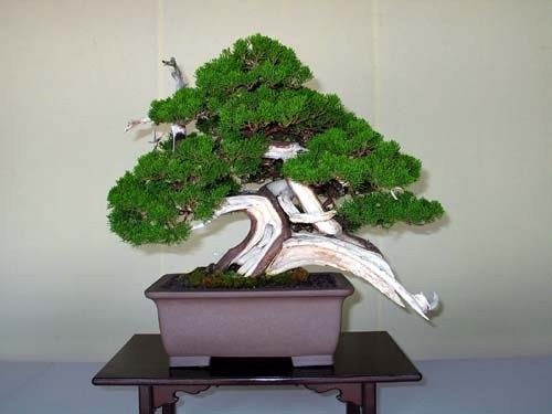 61 - Plante Bonsai